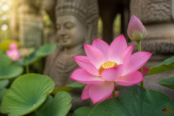 Lotus Flower in Hindu Iconography: Meaning & Symbolism